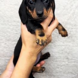 Dachshund Puppies from Natural State Dachshunds
