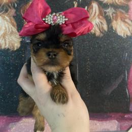 Second tiny girl - Black and tan female Yorkshire Terrier puppy in Yukon, Oklahoma from Tiffs Yorkie babies