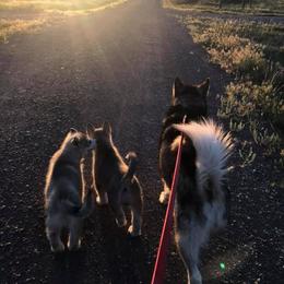 Alaskan Malamute Puppies from Ghost Dance Alaskan Malamutes