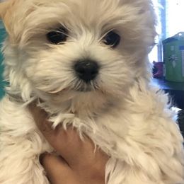 Maltese, Maltipoo, and Poodle Puppies from Healing Pawz LLC