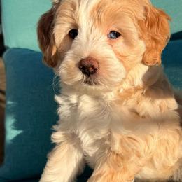 Priya - Fawn and white female Sheepadoodle puppy in Roseburg, Oregon from Sharon’s Sheepadoodle’s