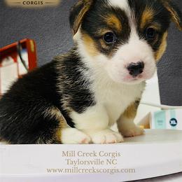 Poppy-beautiful red head tri with her natural long tail - Black and tan female Pembroke Welsh Corgi puppy in Taylorsville, North Carolina from Mill Creek’s Pembroke Welsh Corgis and French Bulldogs