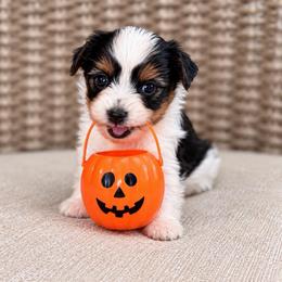 Lucky - Chocolate, tan and white male Yorkshire Terrier puppy in Jacksonville, Florida from Yorktown Yorkies