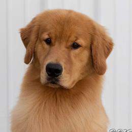 Meme - Golden Retriever