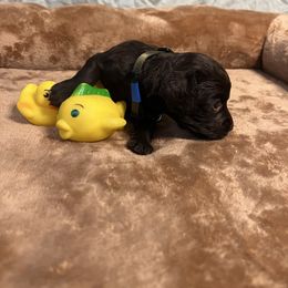 Olive - Chocolate female Boykin Spaniel puppy in Van Buren, Arkansas from Arklahoma Boykins