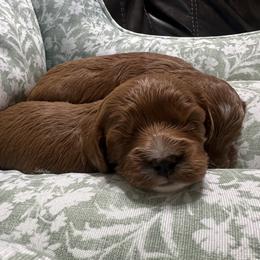 Etta - Red female Cavapoo puppy in Glendale, Arizona from Dashing Dogs