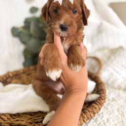 Ruby - Red  female Goldendoodle puppy in Chesapeake, Virginia from Buck's Pups