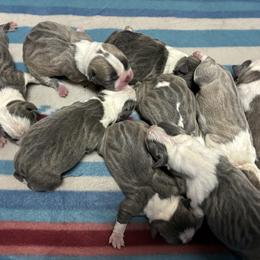 All Boys - Blue male Boston Terrier puppy in Corning, California from SB Bostons / Raksha Malinois