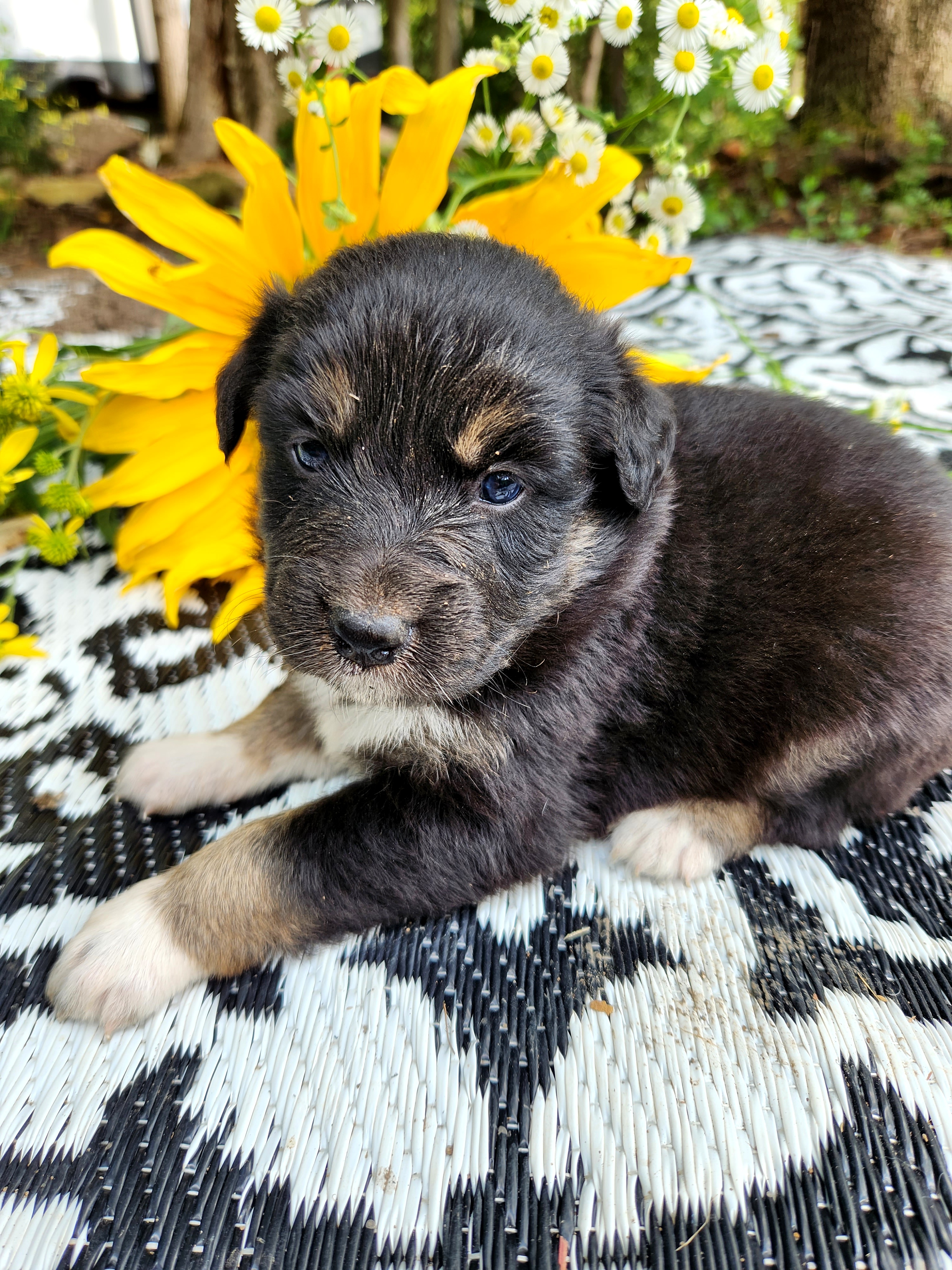Australian Shepherd Puppies from Resolute Aussies