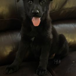 German Shepherd Puppies from Eisenkraft K9’s