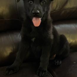 German Shepherd Puppies from Eisenkraft K9’s