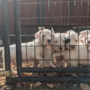 Dogo Argentino Puppies from De la Fuerza de Dios