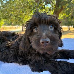 Winter F1B - Red female Aussiedoodle puppy in Oklahoma City, Oklahoma from Foneb Farm - The F1B Farm