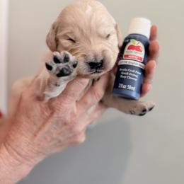 Boy 2 - Navy - Light golden male Golden Retriever puppy in Mc Minnville, Tennessee from Wishaw Whisky Golden Retrievers