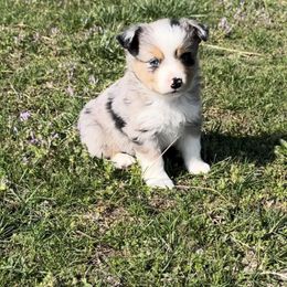 Ellie Mae - Blue merle Miniature Australian Shepherd puppy in Redfield, Kansas from CY Ranch Aussies