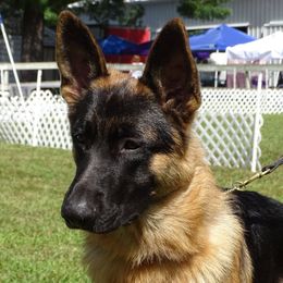 German Shepherds from Ceili Shepherds