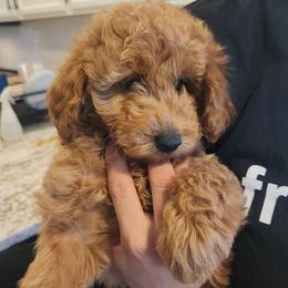 BIG MAMA - Apricot female Poodle puppy in San Tan Valley, Arizona from Desert Storm Poodles