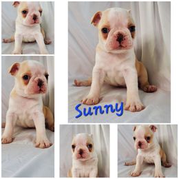 Boston Terrier and French Bulldog Puppies from Tiffany Pohl's Boston Terriers & French Bulldogs