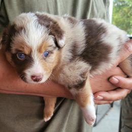 Miniature American Shepherd Puppies from Little Creek Minis and Standards