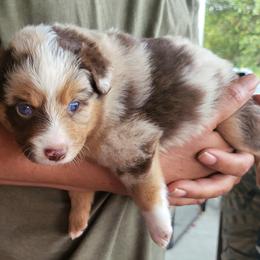 Miniature American Shepherd Puppies from Little Creek Minis and Standards