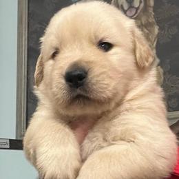 Ben - Golden male Golden Retriever puppy in Saint Pauls, North Carolina from Copperfield’s Goldens