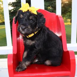 Bernedoodle and Goldendoodle Puppies from Angie's Goldendoodles/Angies doodles LLC