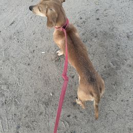 Sam - Red male Dachshund puppy in Flora Vista, New Mexico from Hot Diggity Doxies of NM