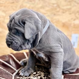 Cyan - Blue male Neapolitan Mastiff puppy in Ramona, California from San Diego Mastiff