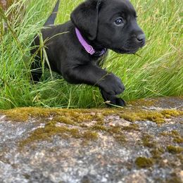 Labrador Retriever Puppies from Corner Crest Labs