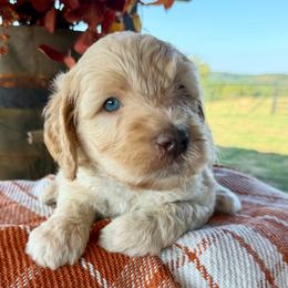 Sunny - Cream male Goldendoodle puppy in Wyandotte, Oklahoma from Goldendoodles of NE OK