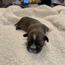 Lhasa Apso Puppies from Denice Fleshman's Lhasa Apsos
