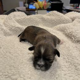 Lhasa Apso Puppies from Denice Fleshman's Lhasa Apsos