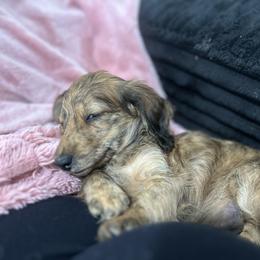 Dachshund Puppies from The long dogs of indiana