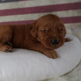 Blue - Dark golden male Golden Retriever puppy in Harrisburg, North Carolina from Bunn Ranch Goldens & Bernese