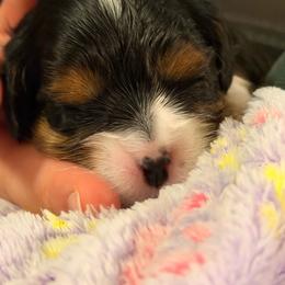 Cookie - Tri-color female Cavalier King Charles Spaniel puppy in Gilbert, Arizona from Cacti Cavaliers