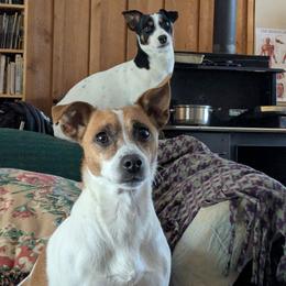 Billy - Tri-color male Jack Russell Terrier puppy in London, Kentucky from Whitehouse Jack Russells