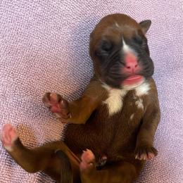 Carrie Underwood - Fawn female Boxer puppy in Willard, North Carolina from Boone’s Boxers of North Carolina