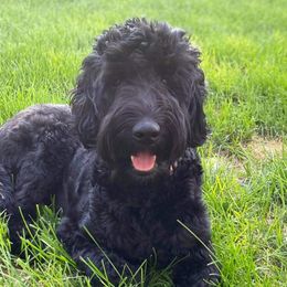 Bella  - Goldendoodle
