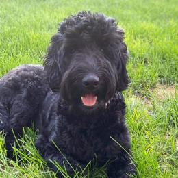 Bella  - Goldendoodle
