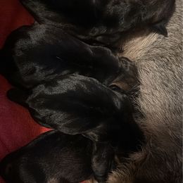 Boy 1 - Wild boar male Dachshund puppy in San Jose, California from Zwinger vom Donau-Ries