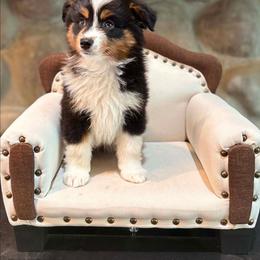 Joan - Black tri female Miniature American Shepherd puppy in Ellensburg, Washington from Wiggle Rump Ranch