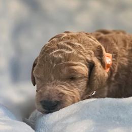 SUGAR - Apricot female Goldendoodle puppy in Harris County, Texas from Cute & Curly Doodles