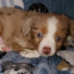 Australian Shepherd, Miniature Australian Shepherd, and Toy Australian Shepherd Puppies from Rumour Has It Aussies