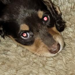 Dachshund Puppies from CLARK'S BREEDING PROGRAM