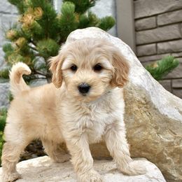 Goldendoodle Puppies from Doodle Doodle Dogs