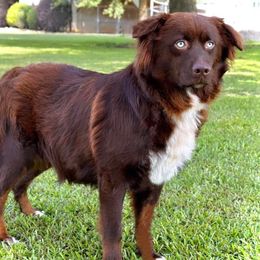 Rue - Australian Shepherd