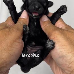Brooke - Black female Yorkipoo puppy in Waldorf, Maryland from Luv My Yorkies, LLC