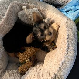 Yorkshire Terrier All Grown Up from Yorkie Love