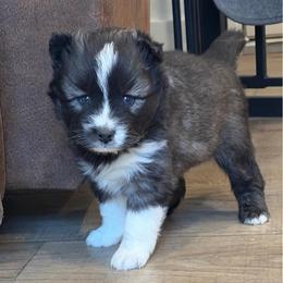 Sheldon - Black and white male Pomsky puppy in Tonasket, Washington from Washington Pomskies