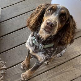 English Springer Spaniels from Justin's English Springer Spaniels
